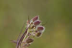 American wild carrot